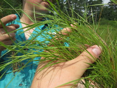 Dichanthelium neuranthum