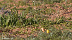 Plagiobothrys arizonicus