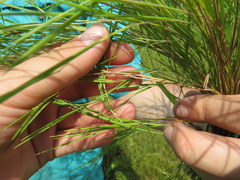 Dichanthelium neuranthum