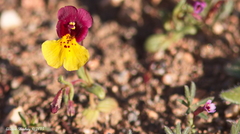 Erythranthe androsacea