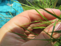 Dichanthelium neuranthum