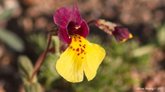 Erythranthe shevockii