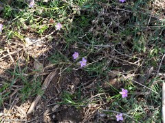 Spergularia fimbriata