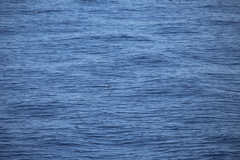 Exocoetidae