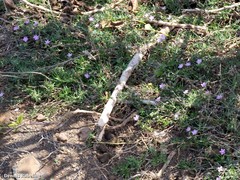 Spergularia fimbriata