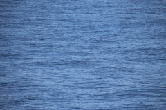 Exocoetidae