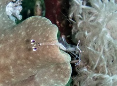 Ancylomenes longicarpus