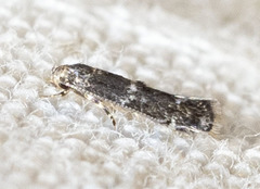 Elachista illectella