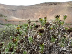 Asteriscus intermedius