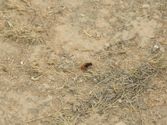 Pseudomethoca brazoria