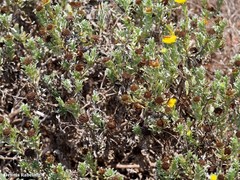 Asteriscus intermedius