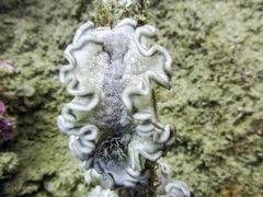 Glossodoris hikuerensis image