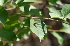 Alysson tricolor