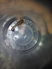 Centruroides flavopictus