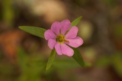 Sabatia capitata