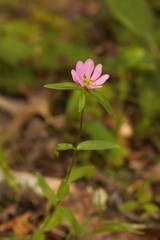 Sabatia capitata