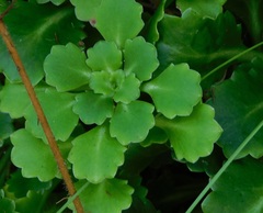 Saxifraga spathularis