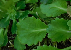 Saxifraga spathularis