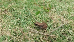 Eleutherodactylus cystignathoides