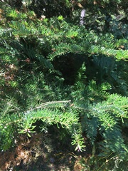Abies × borisii-regis