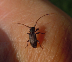 Exocentrus lusitanus