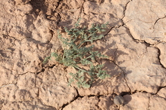 Prangos odontalgica