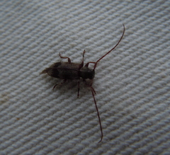 Exocentrus lusitanus