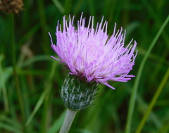 Galactites tomentosus