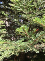 Abies × borisii-regis