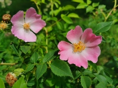 Rosa canina