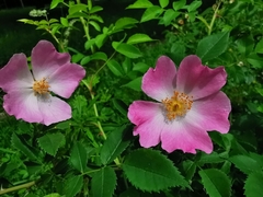 Rosa canina