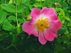 Rosa canina
