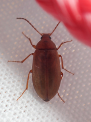 Isomira comstocki