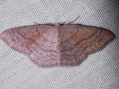 Cyclophora dataria