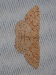 Cyclophora dataria