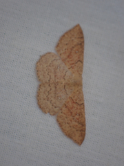 Cyclophora dataria