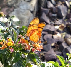 Dryas iulia alcionea