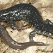 Plethodon glutinosus - Photo (c) Todd Pierson, some rights reserved (CC BY-NC-SA)