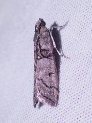 Promylea lunigerella