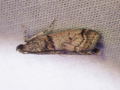 Promylea lunigerella