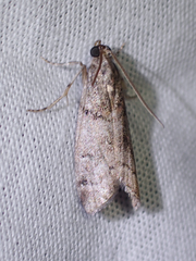 Promylea lunigerella