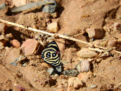 Catagramma pyracmon