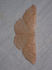 Cyclophora dataria