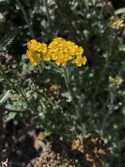 Achillea tomentosa
