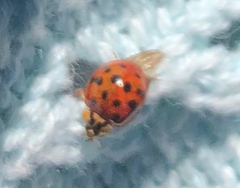 Harmonia axyridis