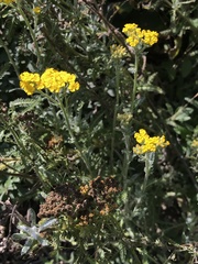 Achillea tomentosa