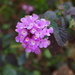 Lantana montevidensis - Photo (c) Sunnetchan, μερικά δικαιώματα διατηρούνται (CC BY-NC-ND), uploaded by Sunnetchan