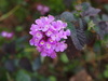 Creeping Lantana - Photo (c) Sunnetchan, some rights reserved (CC BY-NC-ND), uploaded by Sunnetchan