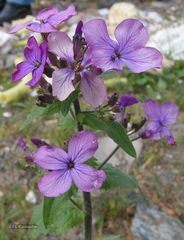 Lunaria annua annua