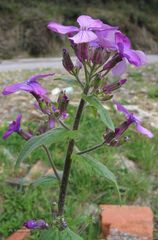 Lunaria annua annua